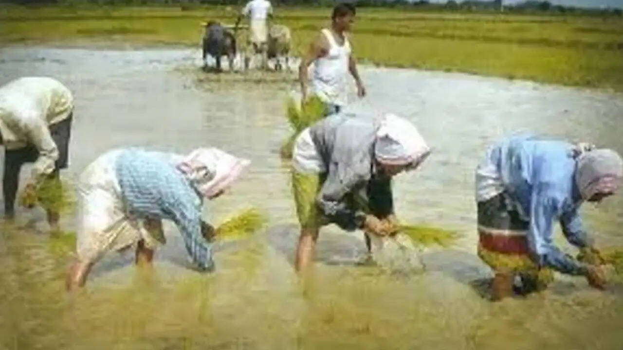 पंचायत में हुआ पूरे गांव में धान ना लगाने का फैसला, एक किसान ने रोप दिए धान, मामला पहुंचा पुलिस में,