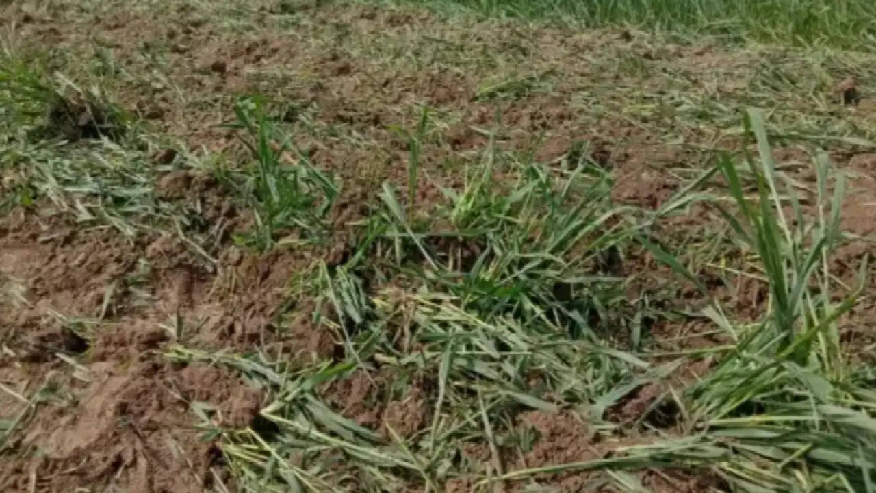 कृषि कानूनों के विरोध में किसान ने गेहूं की खड़ी फ़सल कर दी नष्ट, जानिए ख़बर