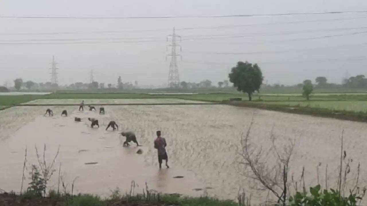 20 गावों में बारिश से भरा खेतों में पानी, किसानों की सता रहा फसल ख़राब होने का डर