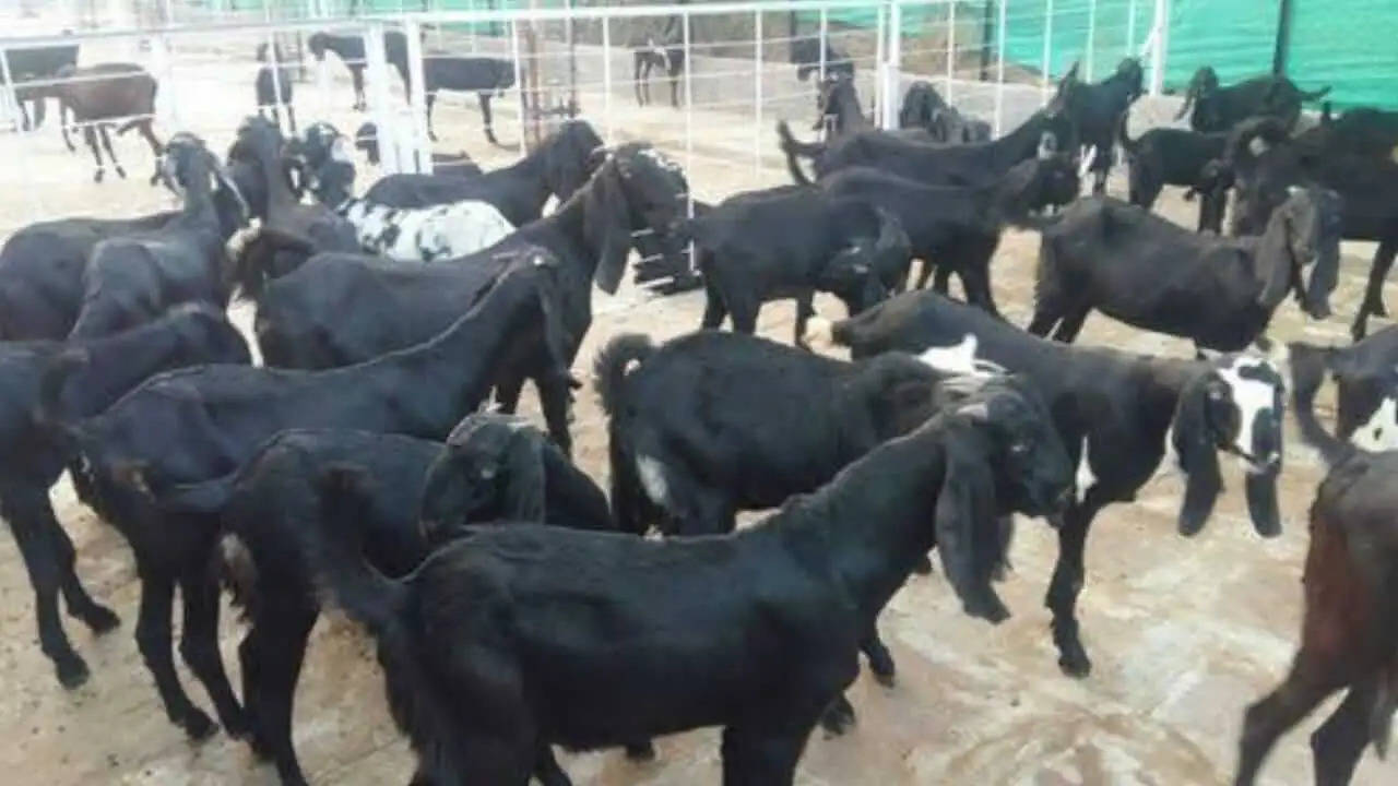 Artificial Insemination of Goats : गाय-भैस के बाद अब हरियाणा समेत 7 राज्यों में बकरियों के शुरू होंगे कृत्रिम गर्भाधान