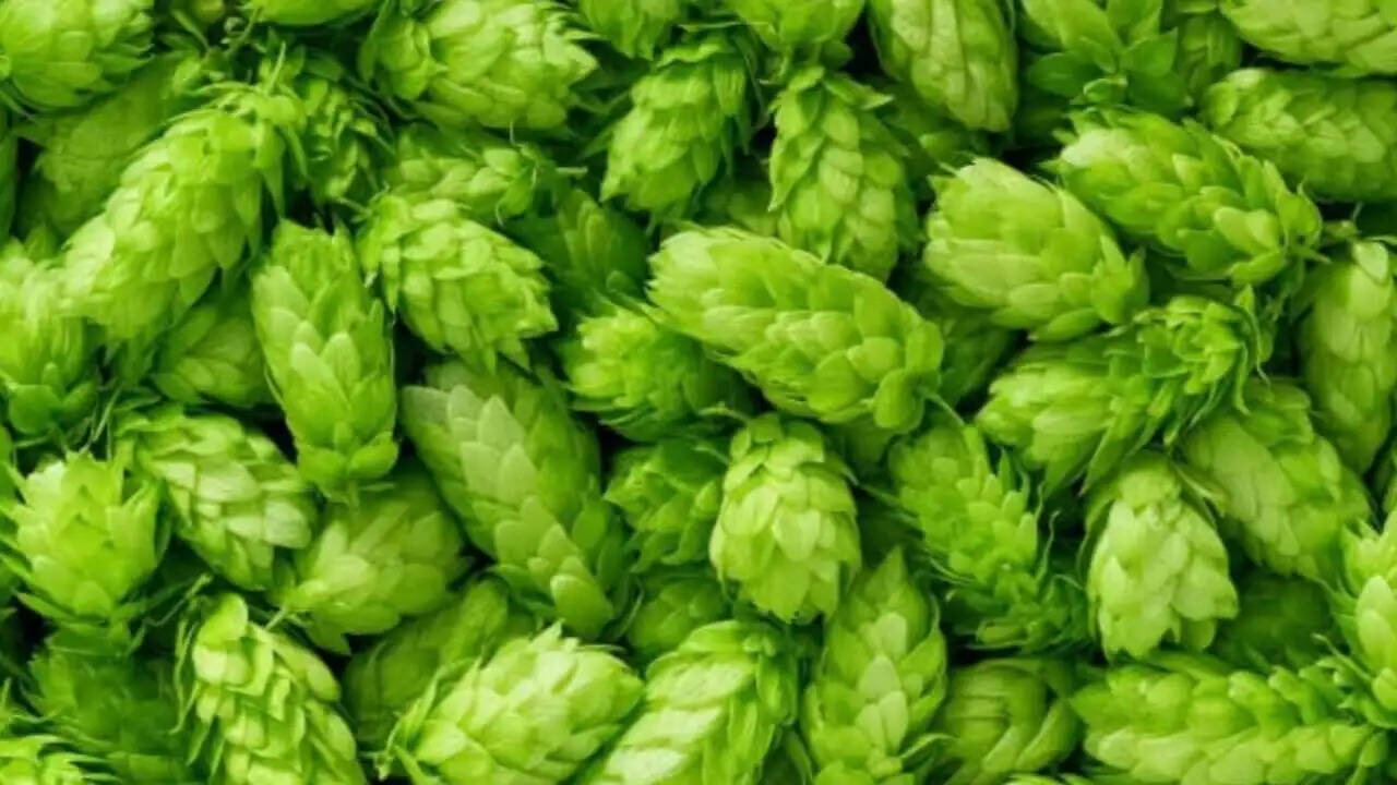 1 किलो सब्ज़ी का भाव 1 लाख रुपए, दुनिया की महंगी सब्ज़ी उगा रहा यह किसान,