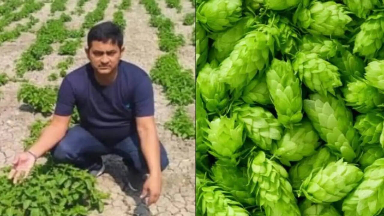 1 किलो सब्ज़ी का भाव 1 लाख रुपए, दुनिया की महंगी सब्ज़ी उगा रहा यह किसान,