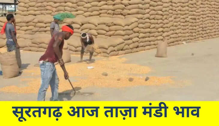 सूरतगढ़ भाव 6 नवंबर 2021 , Suratgarh Mandi Bhav 6 November 2021