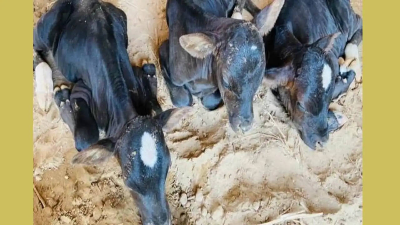 सिरसा में आया दुर्लभ मामला सामने, गाय ने दिया 4 बछड़ियों को एक साथ जन्म