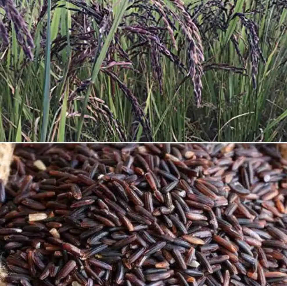 Black Salt Paddy : किसान हो जाएंगे मालामाल- काला नमक धान की विदेशों में बढ़ रही तेजी से मांग, देखें रिपोर्ट