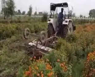 Jind Flower Farming : लॉकडाउन में बर्बाद हुई फूलों की खेती पर किसान ने खड़ी फसल पर चलाया ट्रैक्टर