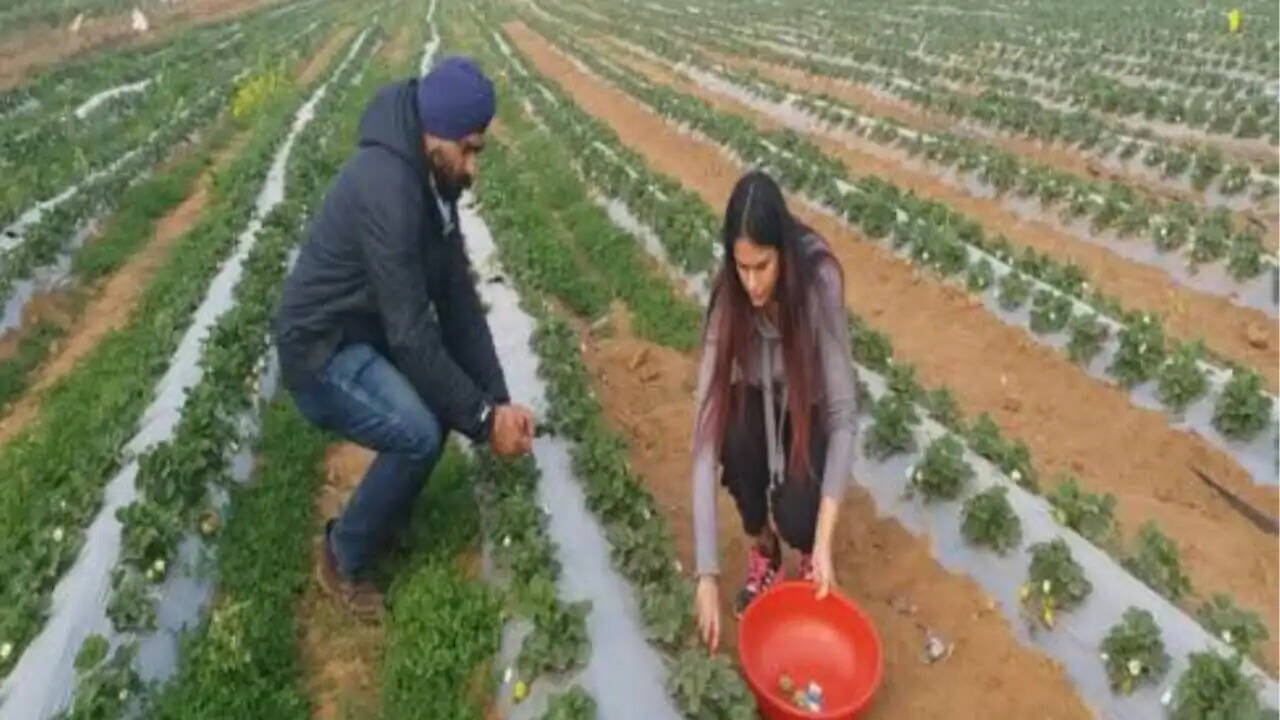 प्रदेश के इस जिले में नज़र आएंगे स्ट्रॉबेरी के बाग़, बाग़वानी विभाग अनुदान पर लगवाएगा,