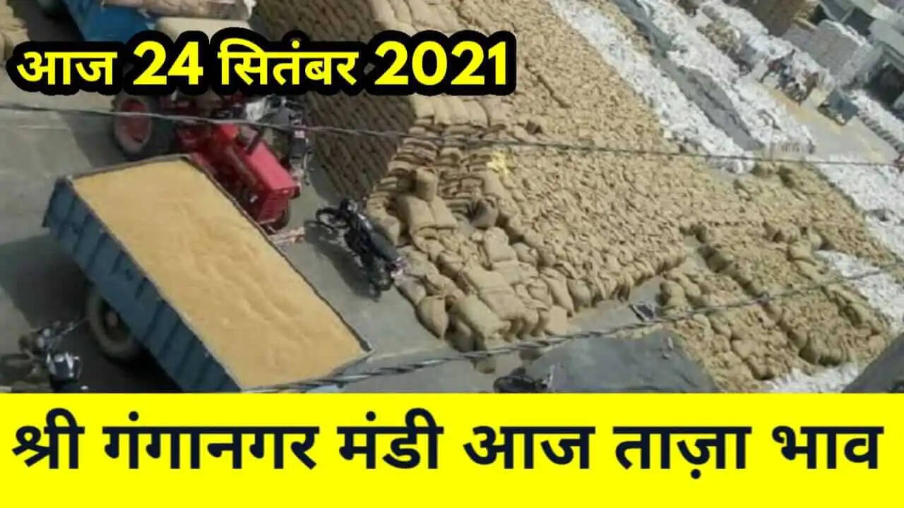 गंगानगर मंडी भाव 24 सितंबर 2021 , Ganganagar Mandi Bhav 24 September 2021