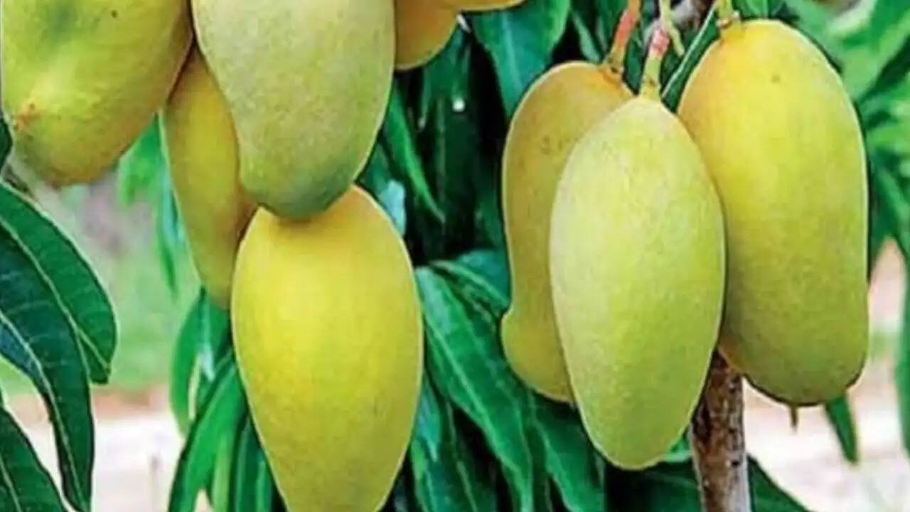 यूपी के लखनऊ में आम उत्पादकों को सता रहा यह डर, जानिए बड़ी वजह,