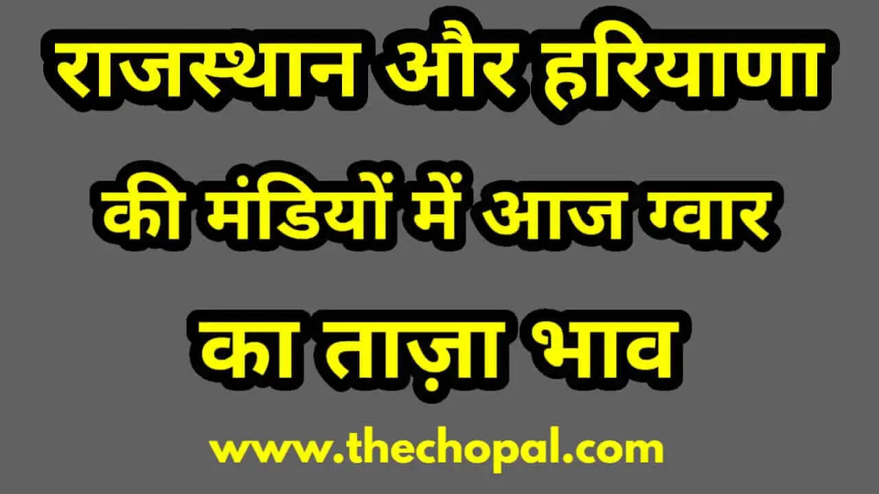 Rajasthan Mandi Bhav Today 28 August : राजस्थान व हरियाणा की मंडियों में आज ग्वार का भाव
