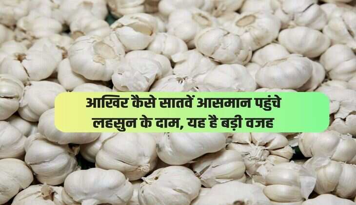 आखिर कैसे सातवें आसमान पहुंचे लहसुन के दाम, यह है बड़ी वजह