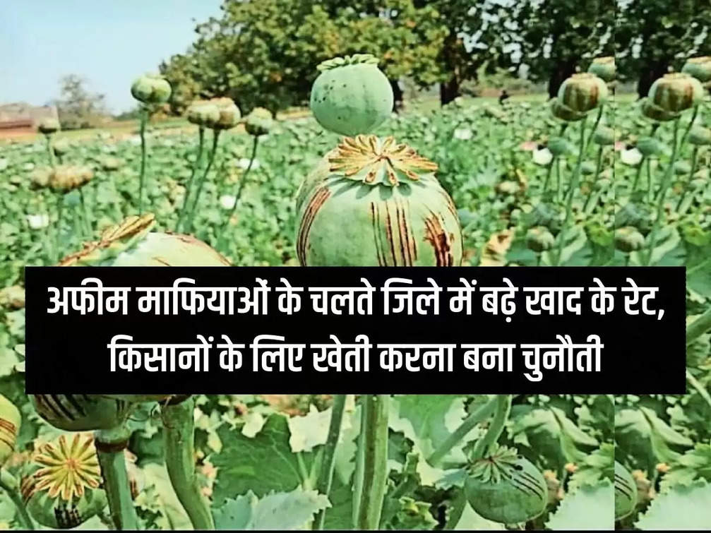 Due to opium mafia, fertilizer rates increased in the district, farming became a challenge for farmers.
