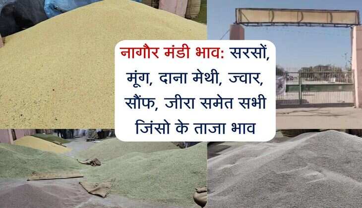 नागौर मंडी भाव 30 जून 2025: सरसों, मूंग, दाना मेथी, ज्वार, सौंफ, जीरा समेत सभी जिंसो के ताजा भाव