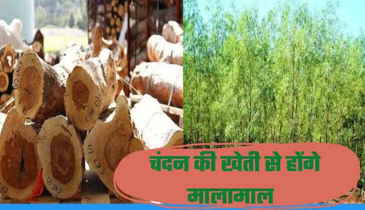 चंदन की खेती से होंगे मालामाल