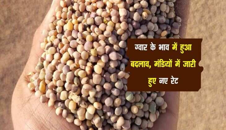 Gvar Ka Bhav : ग्वार के भाव में हुआ बदलाव, मंडियों में जारी हुए नए रेट