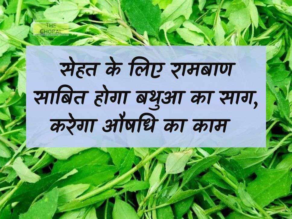 Bathua Saag: Bathua Saag will prove to be a panacea for health, will work as medicine.