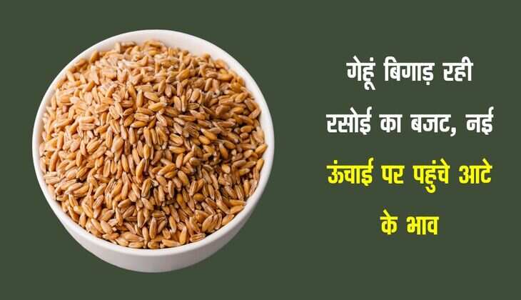 Wheat: गेहूं बिगाड़ रही रसोई का बजट, नई ऊंचाई पर पहुंचे आटे के भाव