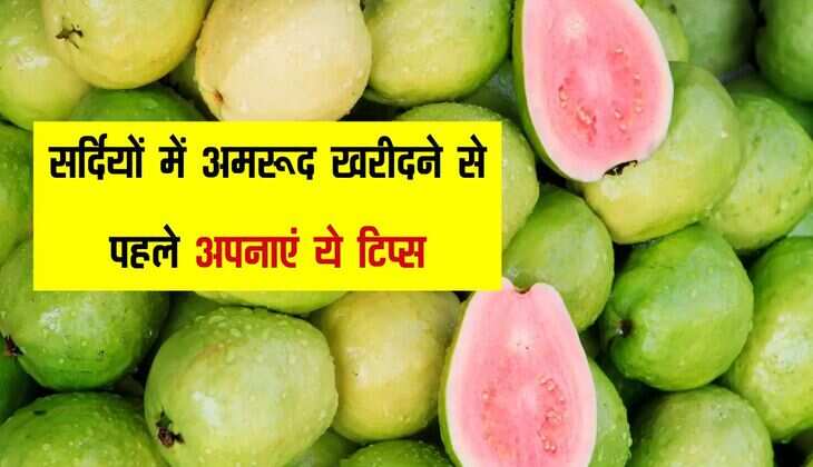 सर्दियों में अमरूद खरीदने से पहले अपनाएं ये टिप्स, कीड़े लगे और अमरूद मीठा होगा या नहीं झट से पहचान लेगें 