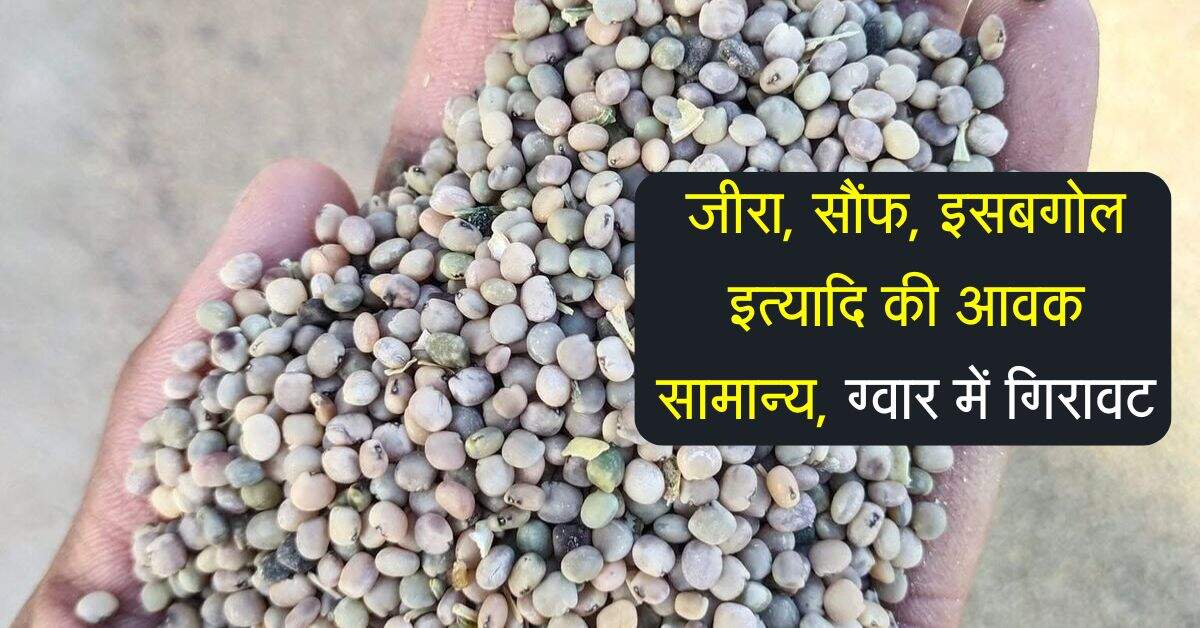 Merta Mandi bhav: जीरा, सौंफ, इसबगोल इत्यादि की आवक सामान्य, ग्वार में गिरावट