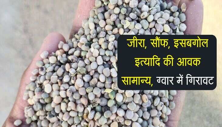 Merta Mandi bhav: जीरा, सौंफ, इसबगोल इत्यादि की आवक सामान्य, ग्वार में गिरावट