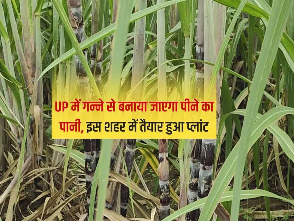 UP में गन्ने से बनाया जाएगा पीने का पानी, इस शहर में तैयार हुआ प्लांट