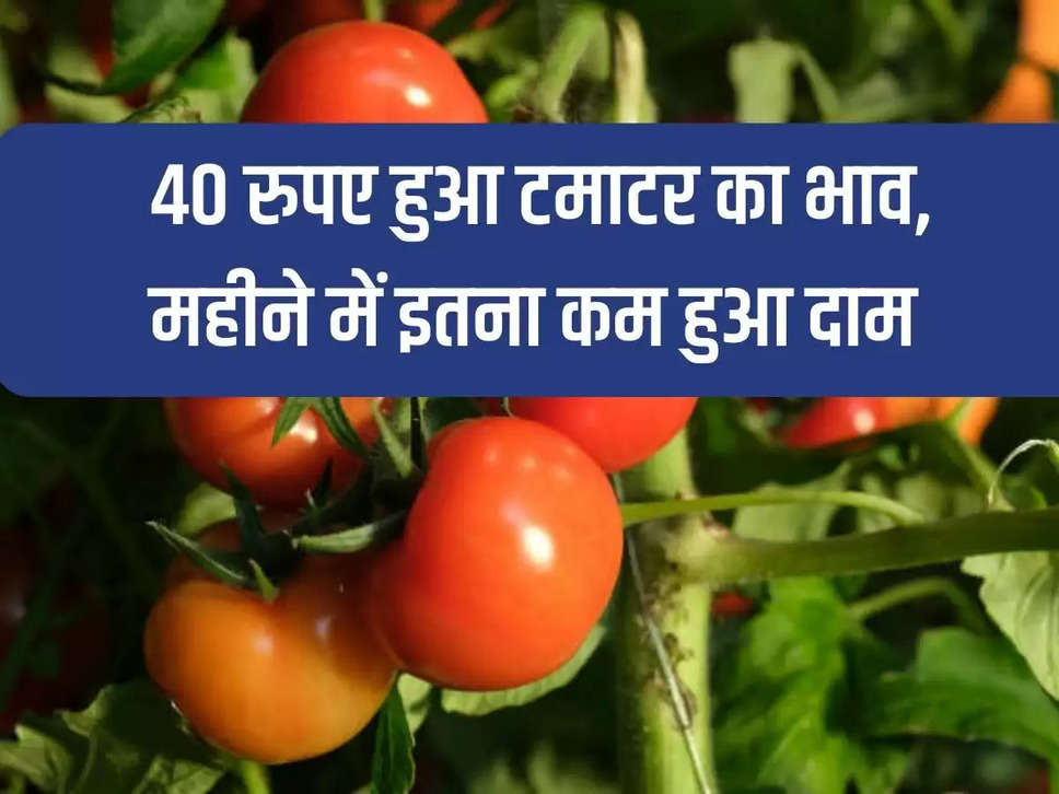 The price of tomato became 40 rupees, the price decreased so much in a month