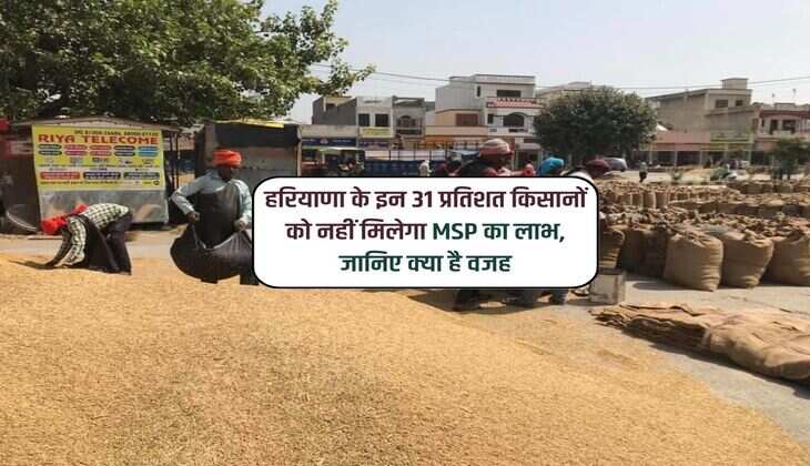 Haryana News : हरियाणा के इन 31 प्रतिशत किसानों को नहीं मिलेगा MSP का लाभ, जानिए क्या है वजह