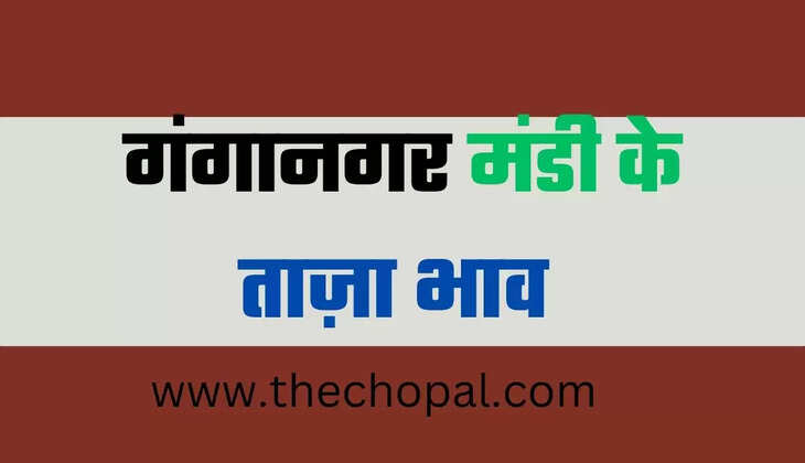 गंगानगर मंडी भाव 