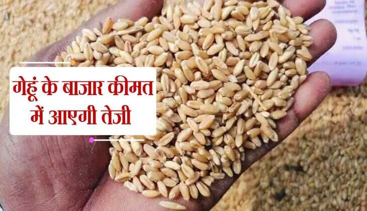 राजस्थान सरकार के इस फैसले से किसानों में खुशी की लहर, गेहूं के बाजार कीमत में आएगी तेजी 