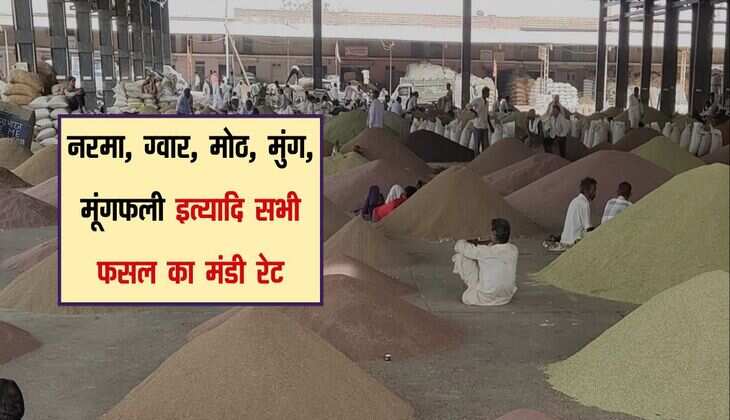 Bikaner Mandi bhav: नरमा, ग्वार, मोठ, मुंग, मूंगफली इत्यादि सभी फसल का मंडी रेट