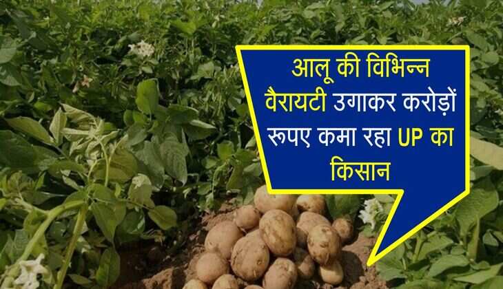 आलू की विभिन्न वैरायटी उगाकर करोड़ों रूपए कमा रहा UP का किसान, कम लागत में बेहतर आमदनी