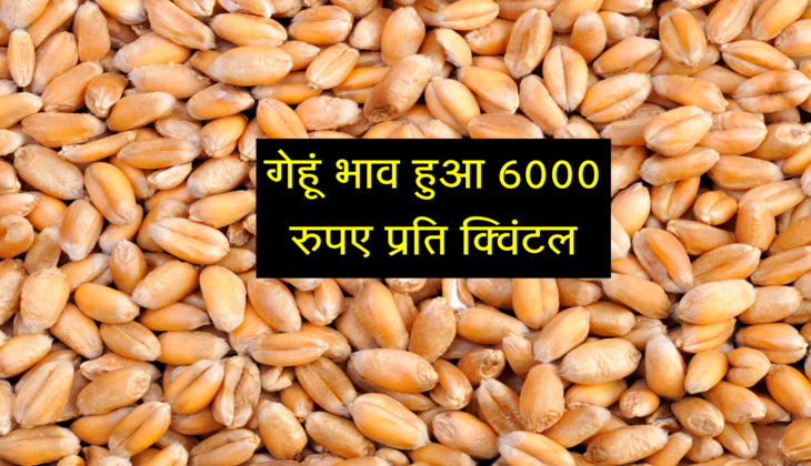 देश के इस शहर गेहूं भाव हुआ 6000 रुपए प्रति क्विंटल, जानिए UP, पंजाब, हरियाणा और MP के भाव