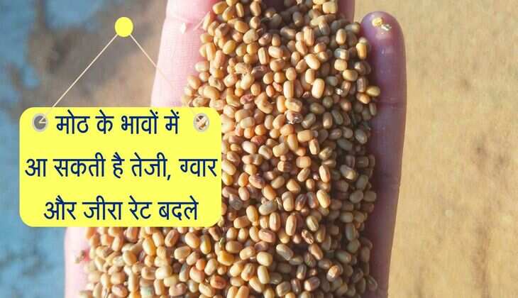 Bikaner Mandi Bhav: मोठ के भावों में आ सकती है तेजी, ग्वार और जीरा रेट बदले