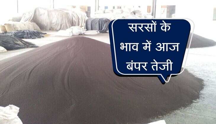 Sarso Bhav: सरसों भाव में आज बंपर तेजी, कई मंडियो में पहुंची 7000 पार