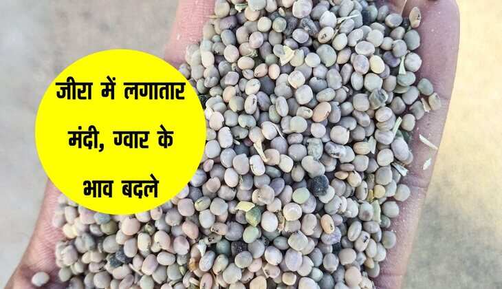 Merta Mandi ka bhav: जीरा में लगातार मंदी, ग्वार के भाव बदले, आइये जानें फसल रेट