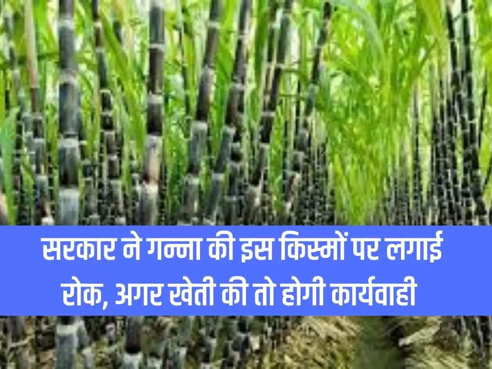 Government has banned these varieties of sugarcane, action will be taken if cultivated
