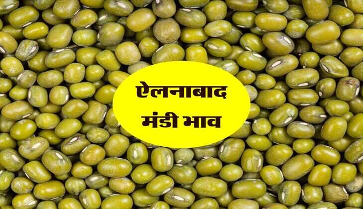 ऐलनाबाद मंडी भाव 28 जून 2024 : सरसों की कीमतें स्थिर, नरमा और मूंग में आई तेजी