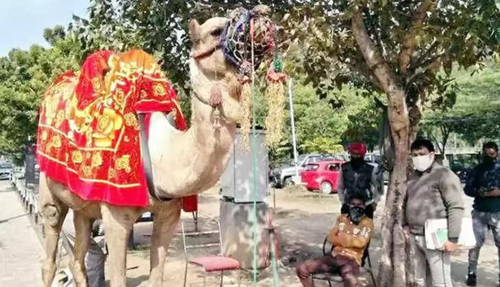 Police cut camel challan