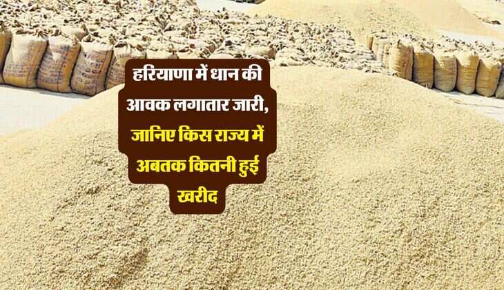 हरियाणा में धान की आवक लगातार जारी, जानिए किस राज्य में अबतक कितनी हुई खरीद