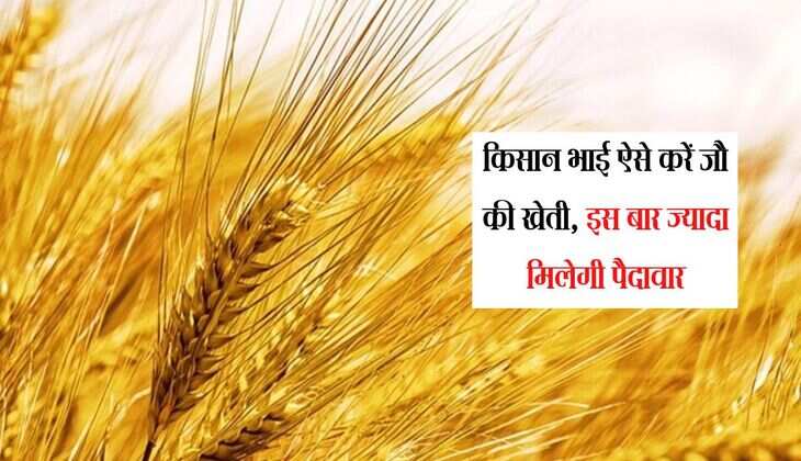 Barley Farming: किसान भाई ऐसे करें जौ की खेती, इस बार ज्यादा मिलेगी पैदावार