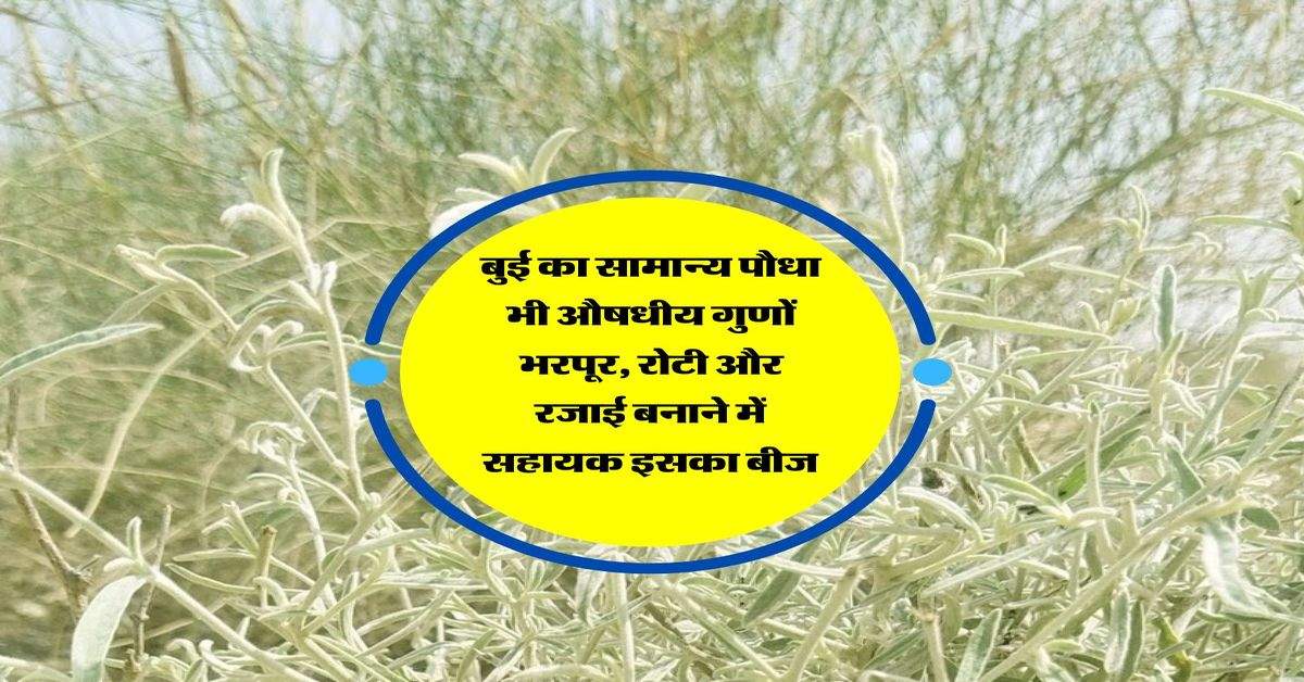 बुई का सामान्य पौधा भी औषधीय गुणों भरपूर, रोटी और रजाई बनाने में सहायक इसका बीज