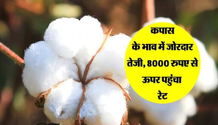 Cotton Mandi: कपास के भाव में जोरदार तेजी, 8000 रुपए से ऊपर पहुंचा रेट