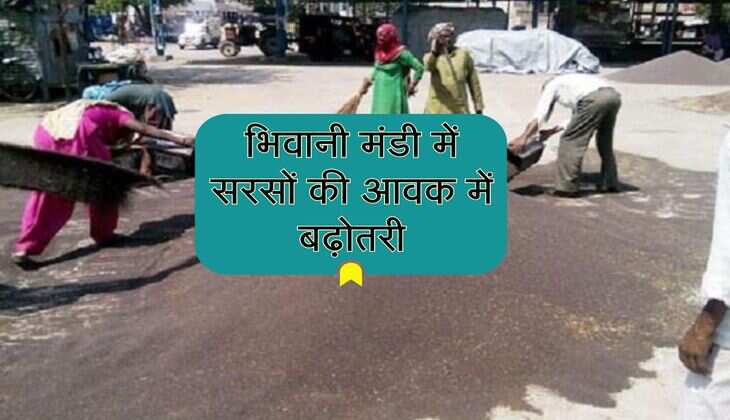 भिवानी मंडी में सरसों की आवक में बढ़ोतरी, किसानों को मिला ये भाव