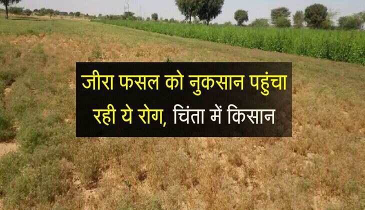 Cumin Farming: जीरा फसल को नुकसान पहुंचा रही ये रोग, चिंता में किसान