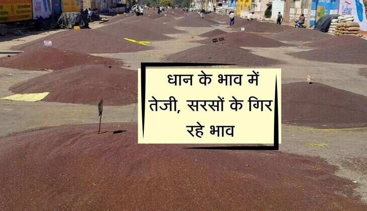 Kota Mandi bhav: धान के भाव में तेजी, सरसों के गिर रहे भाव, जानिए जिंसो का रेट