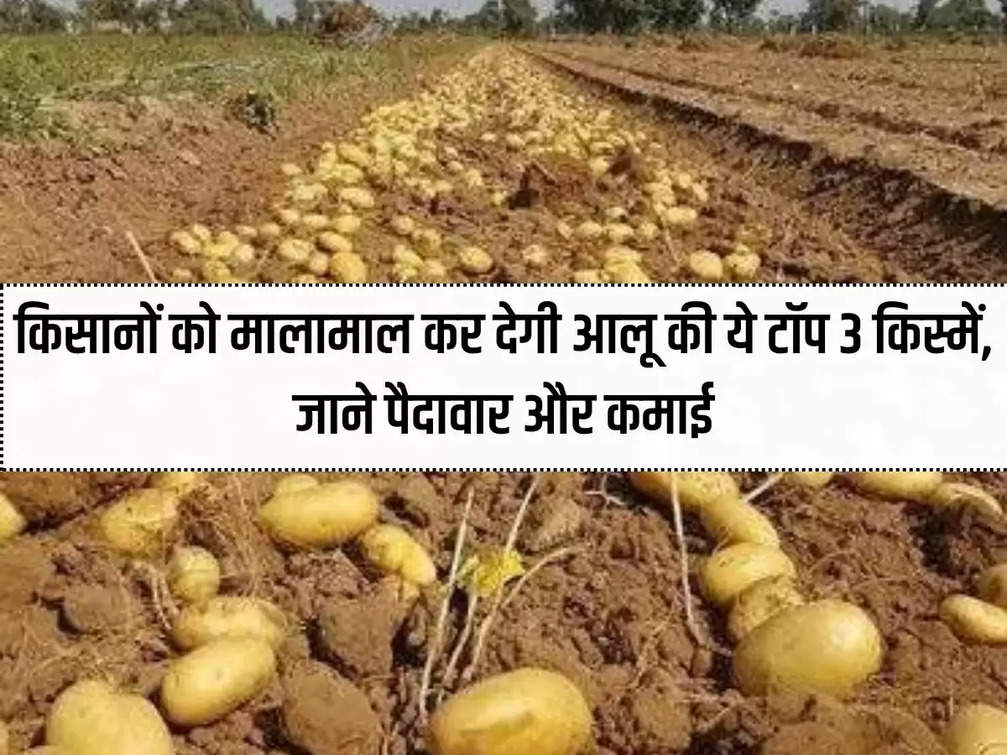 These top 3 varieties of potato will make farmers rich, know the yield and earning