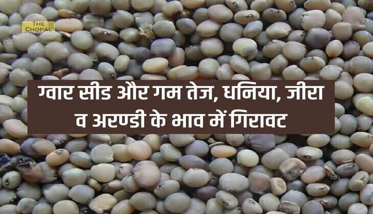 NCDEX: ग्वार सीड और गम तेज, धनिया, जीरा व अरण्डी के भाव में गिरावट