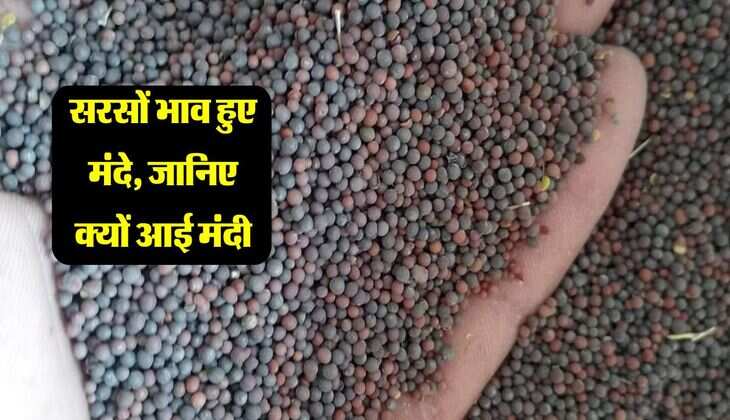 Sarso Bhav: सरसों के भावों में आई मंदी, जानिए मंडियो में क्यों गिरे रेट