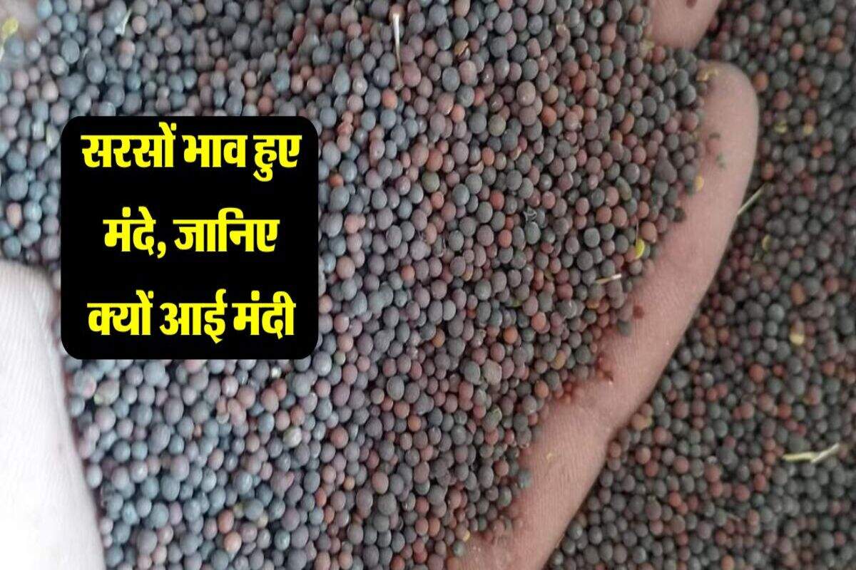 Sarso Bhav: सरसों के भावों में आई मंदी, जानिए मंडियो में क्यों गिरे रेट