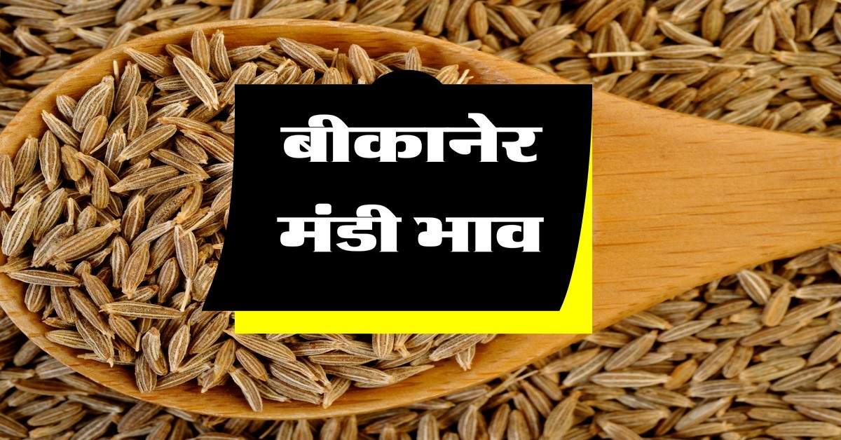 बीकानेर मंडी भाव 27 मई 2024 : गेहूं, सरसों और जीरा के भाव बदले, देखें हाजिर भाव